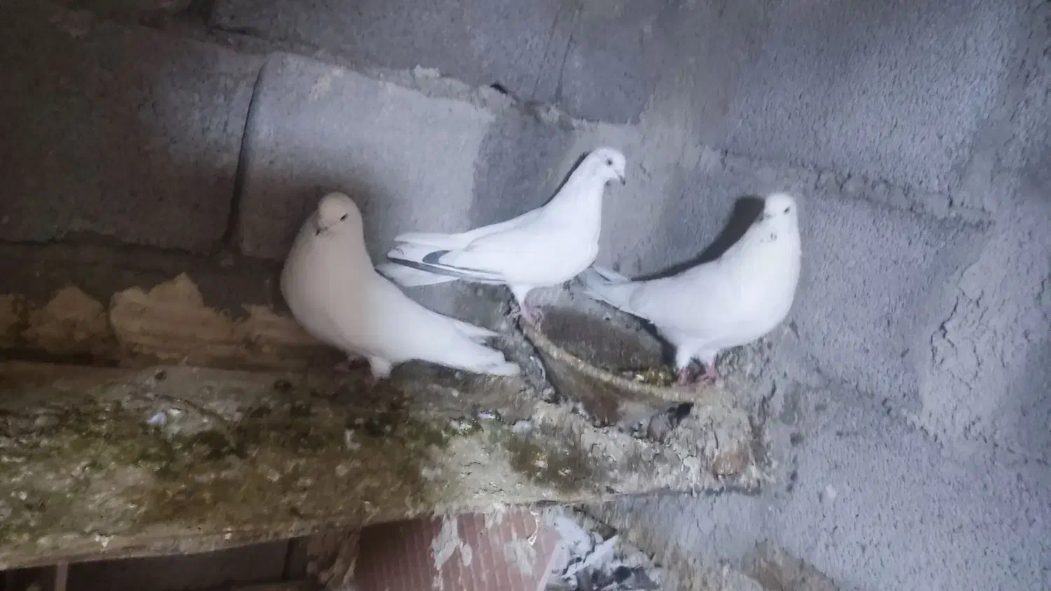 کبوتر تهرانی قره دیمدح|پرنده|خسروشاه, |دیوار