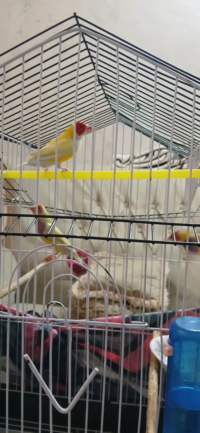 فنچ گلدین  مولد|پرنده|کهریزک, |دیوار