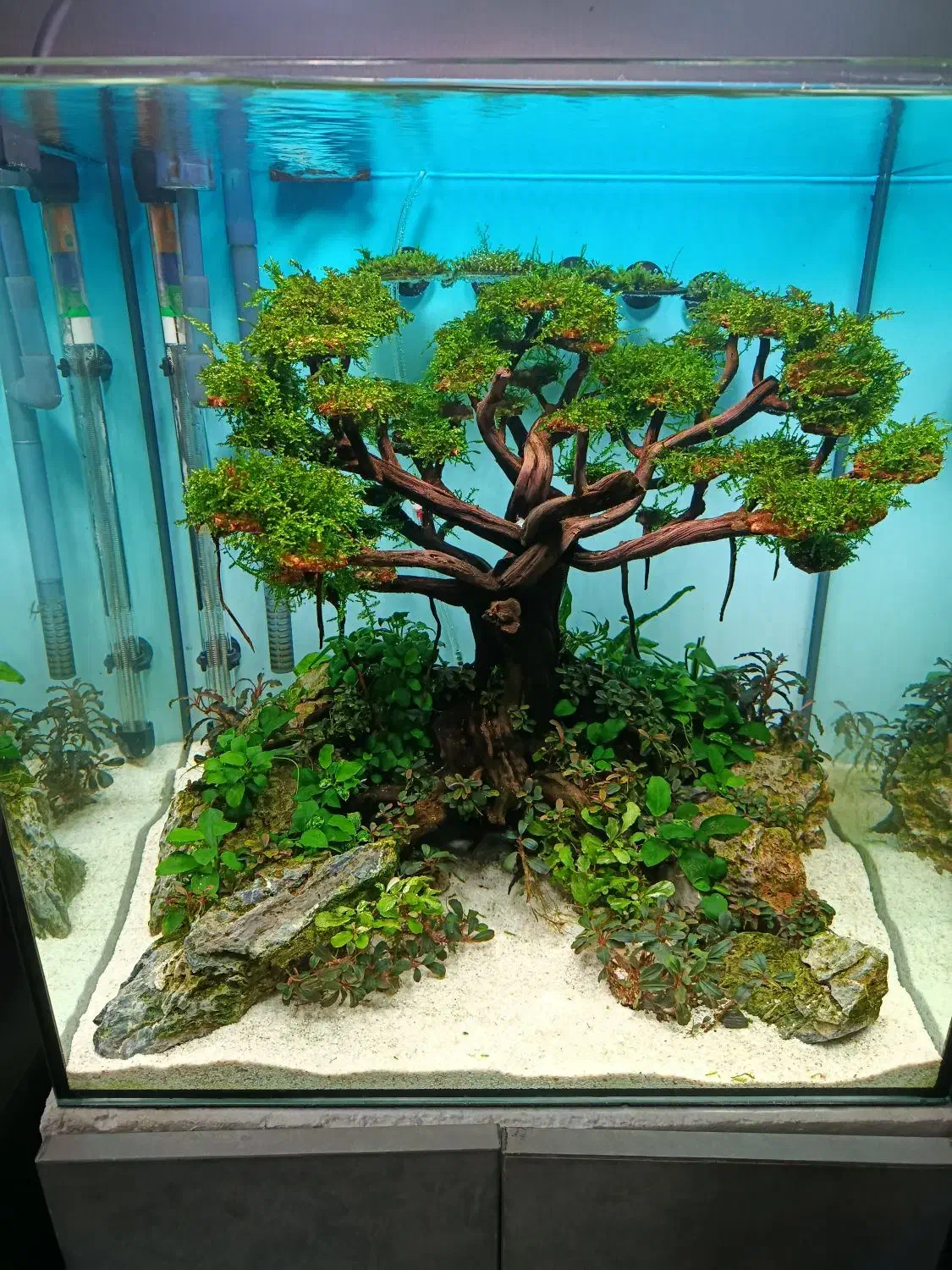 دکور آکواریوم پلنت|ماهی|تهران, سازمان آب|دیوار