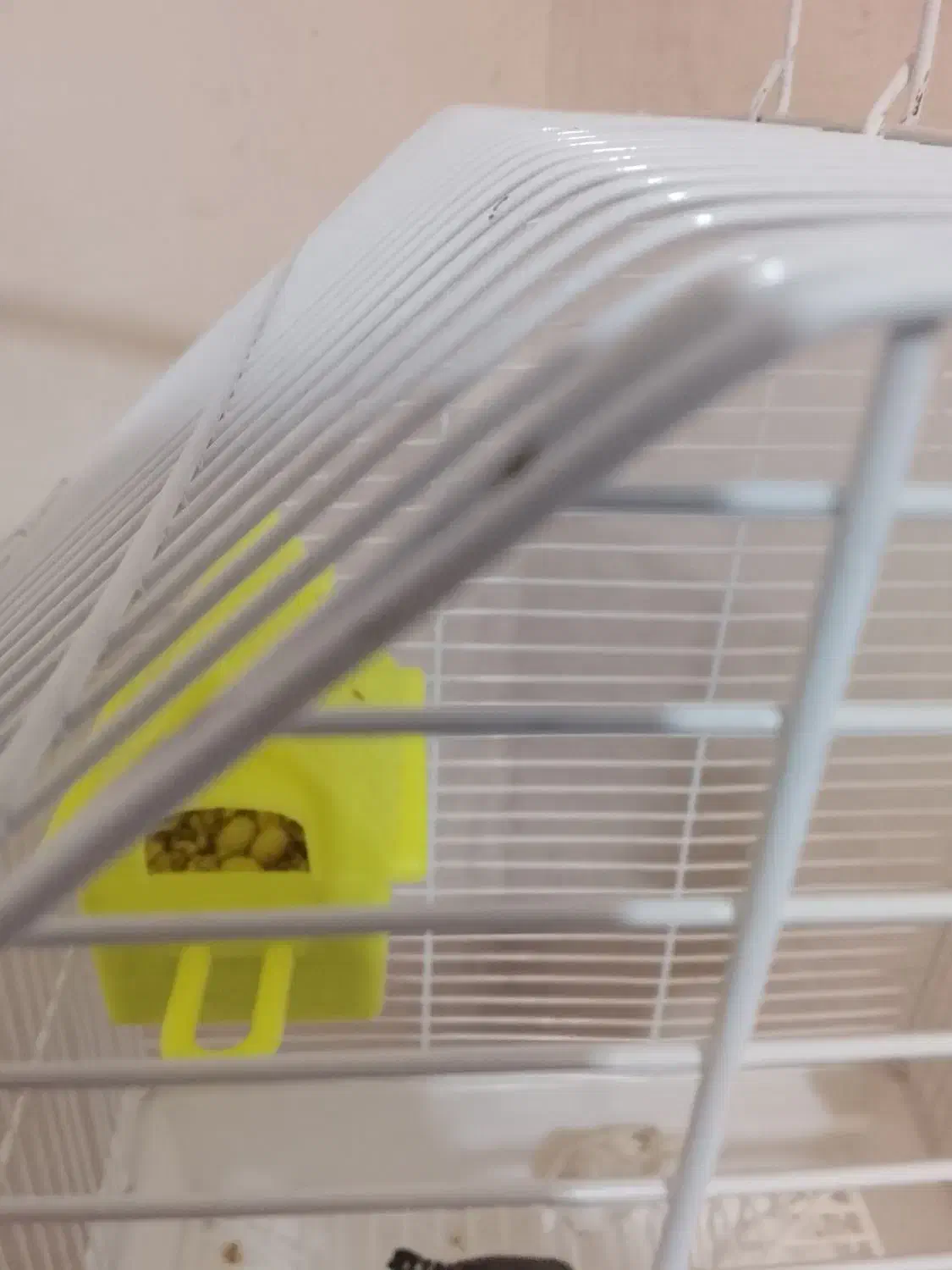 فنج مولد|پرنده|ارومیه, |دیوار