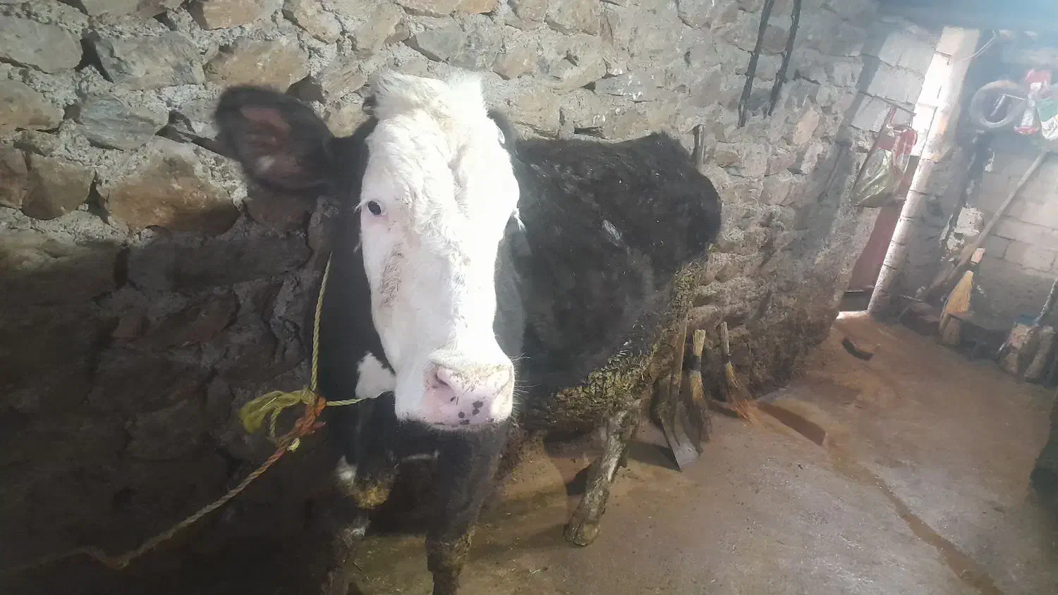 گاوسمینتال|حیوانات مزرعه|خاو و میرآباد, |دیوار