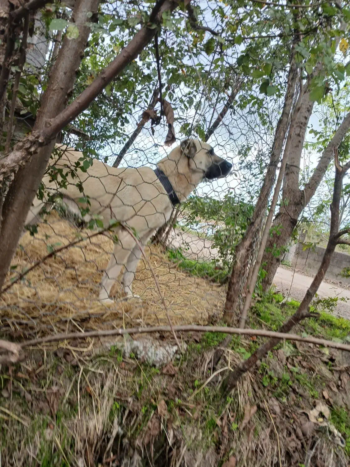 ماده سرابی ۱۱ ماهه اصیل همه چی عالی نگهبان|سگ|رشت, توشیبا|دیوار