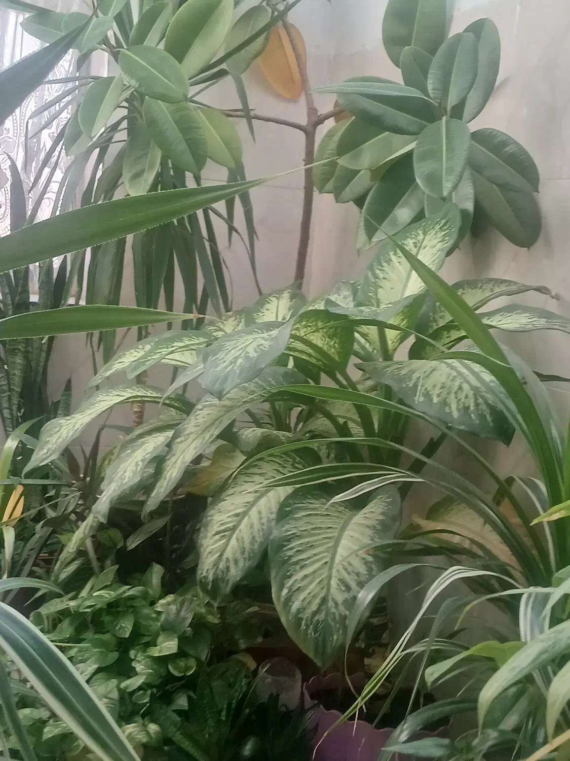 گلهای بسیار شاداب|گل و گیاه طبیعی|باشتین, |دیوار