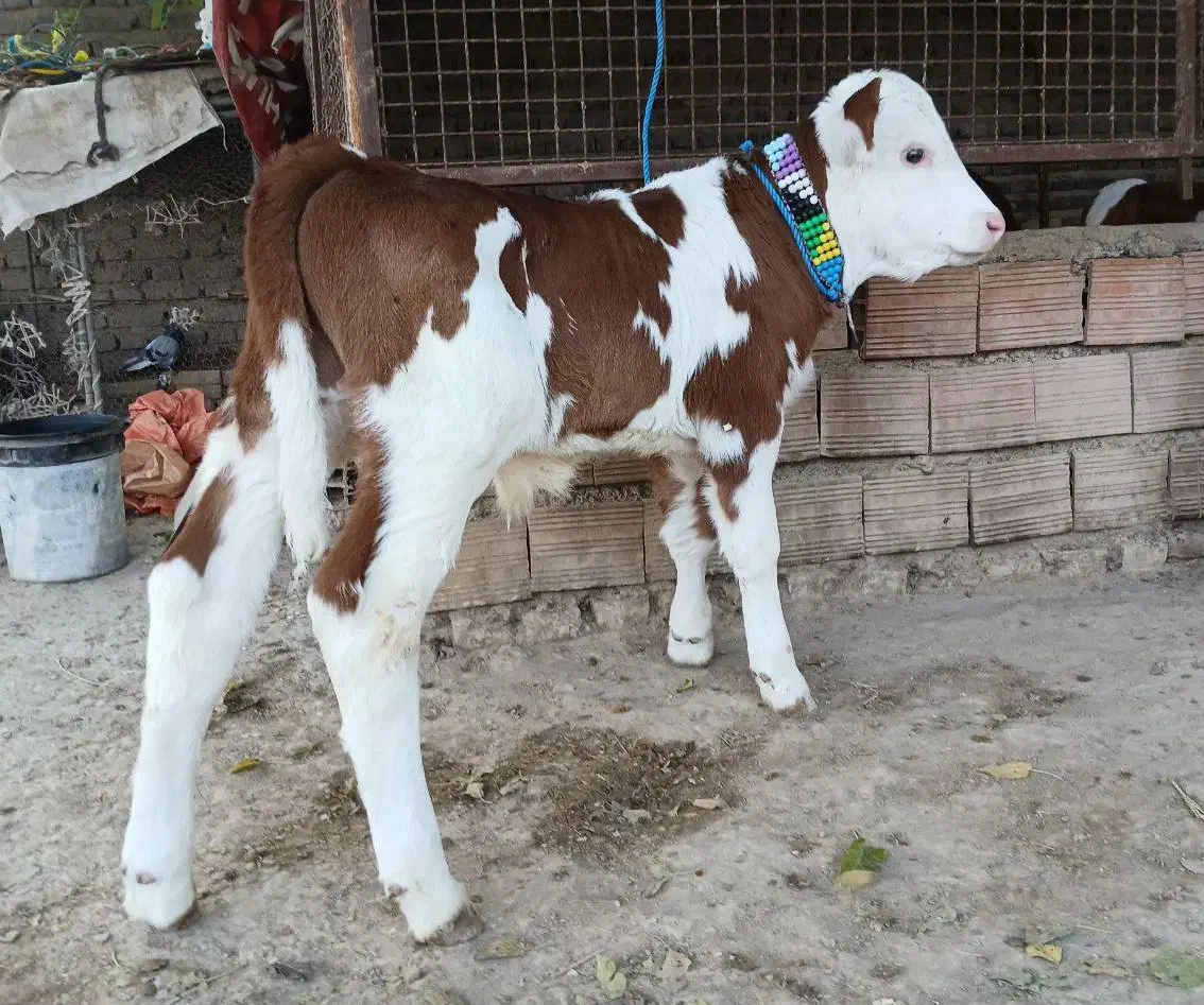 سیمینتال هلشتاین درجه یک|حیوانات مزرعه|بندر ترکمن, |دیوار