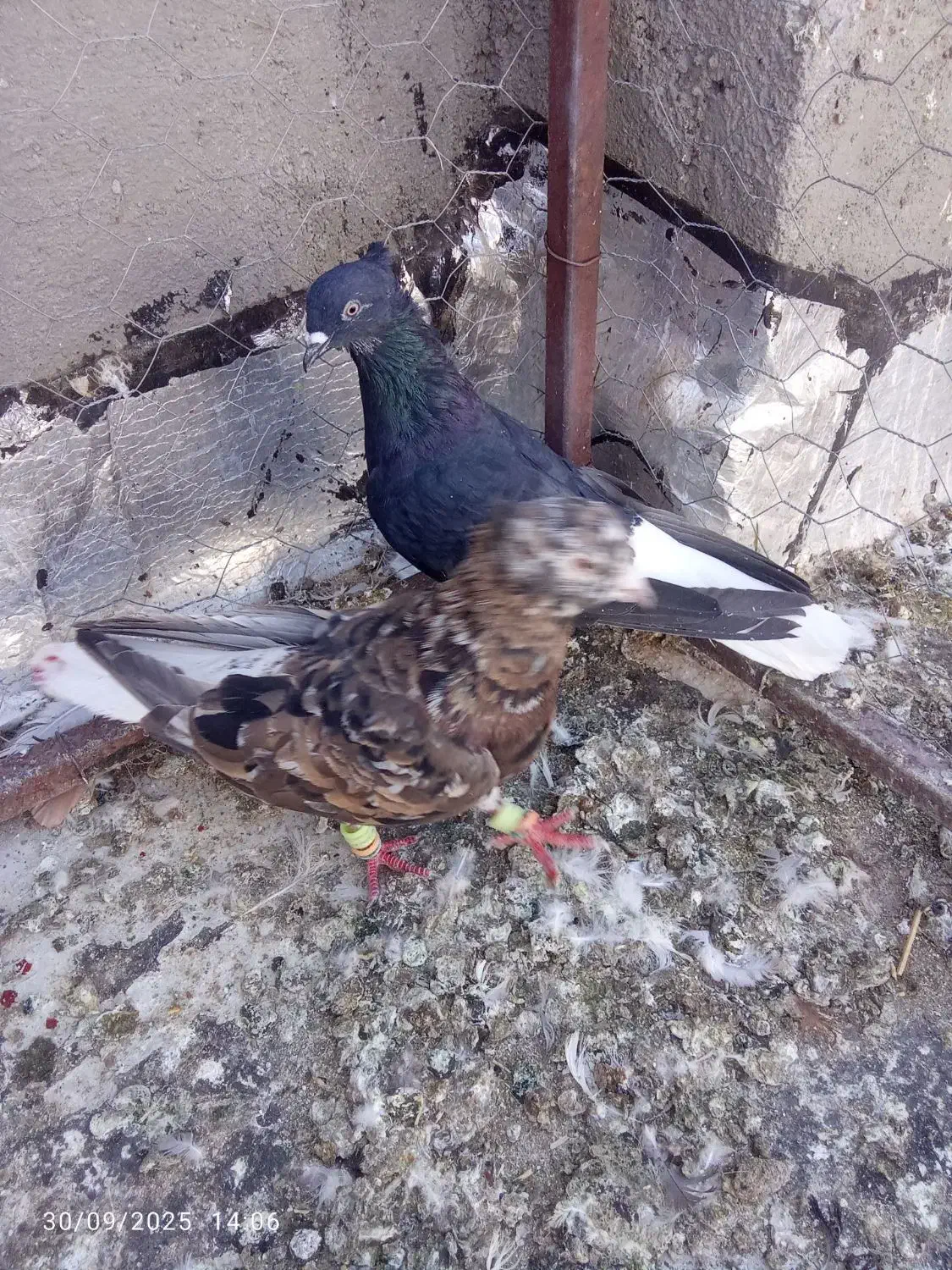کبوتر نروماده سالم قشنگ|پرنده|میان جلگه, |دیوار