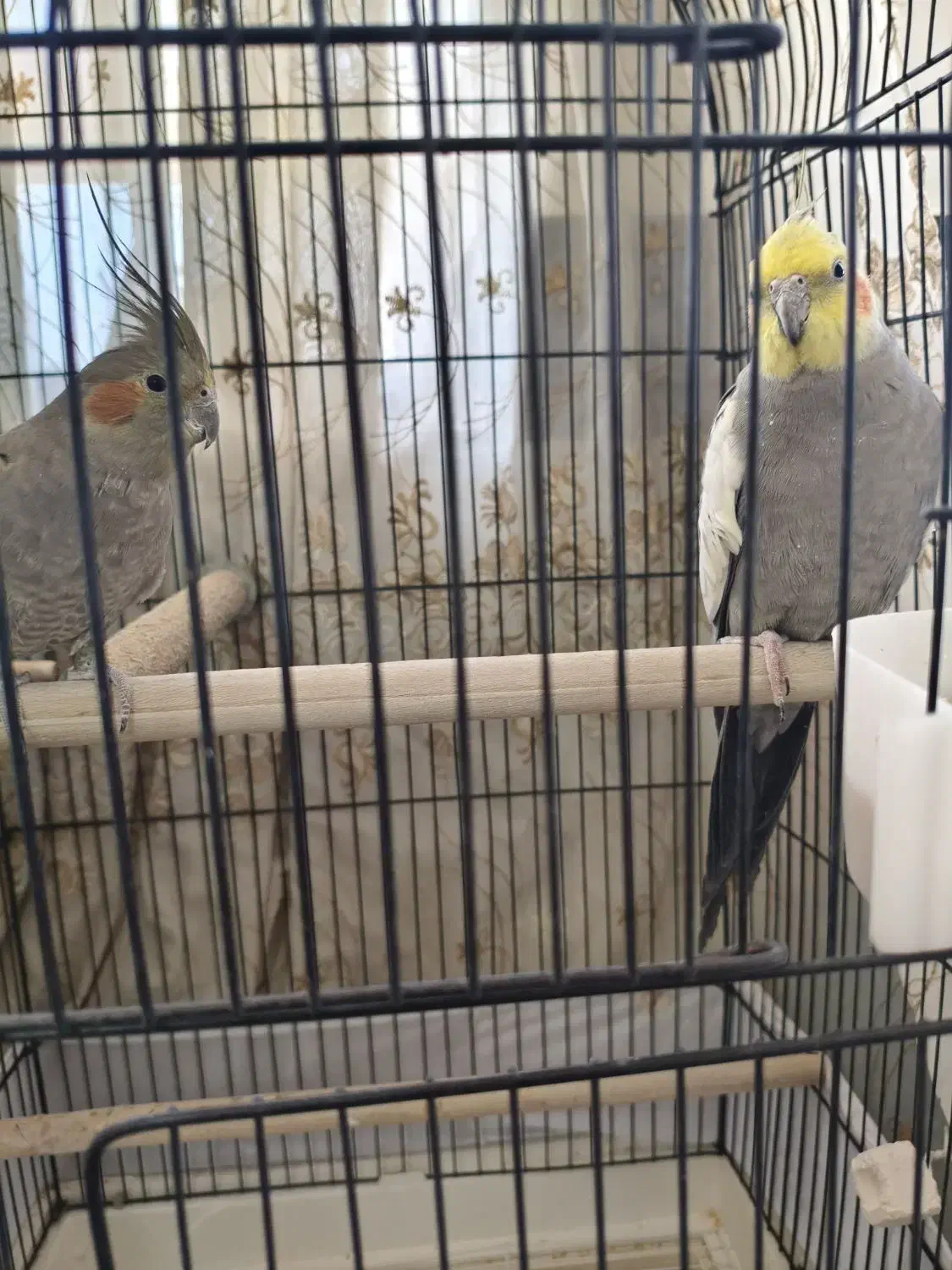 عروس هلندی|پرنده|بهاباد, |دیوار