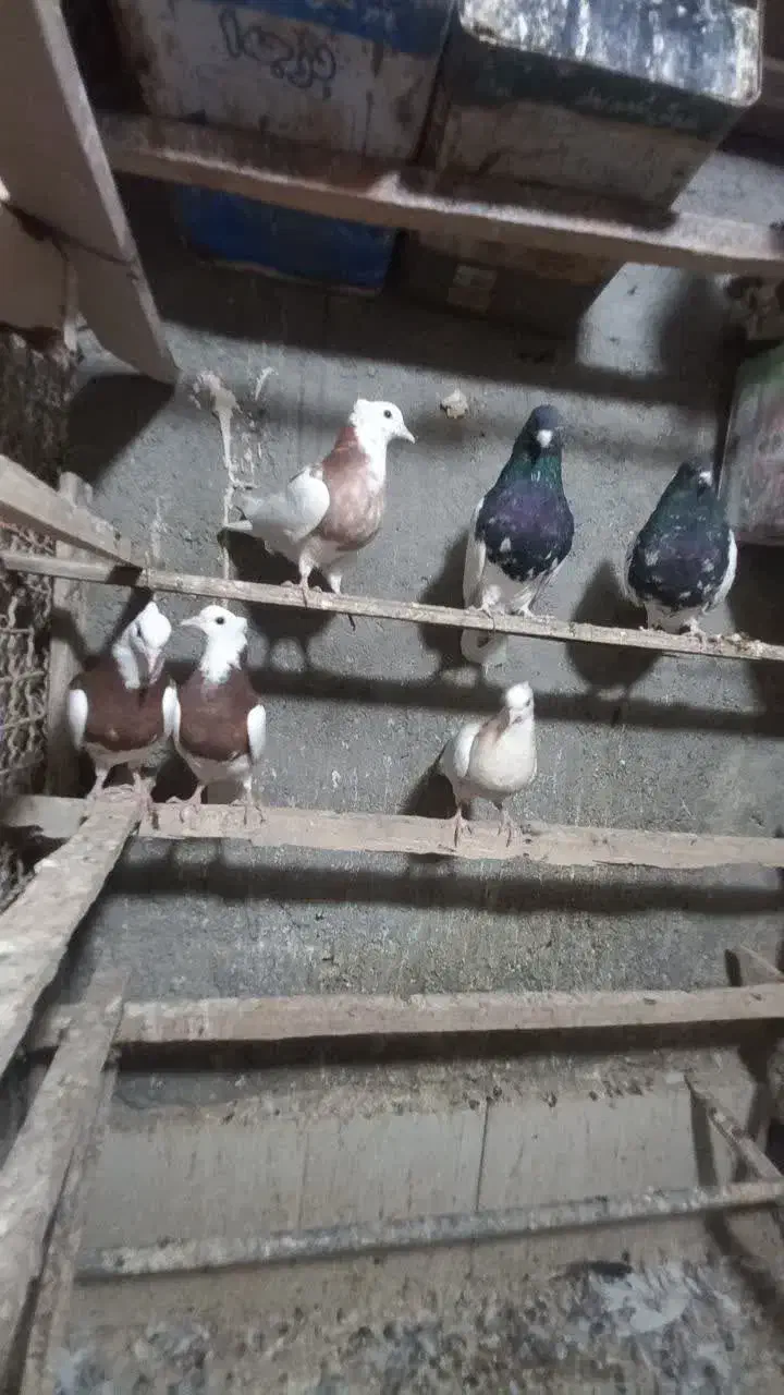 کفتر|پرنده|مشهد, همت آباد|دیوار