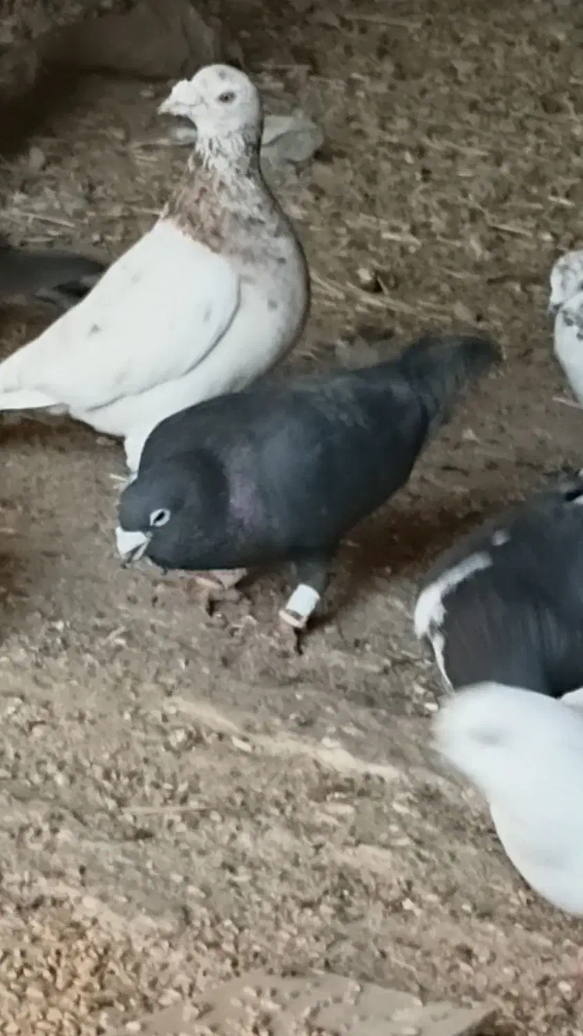 ۳۰تا کفتر|پرنده|لوشان, |دیوار