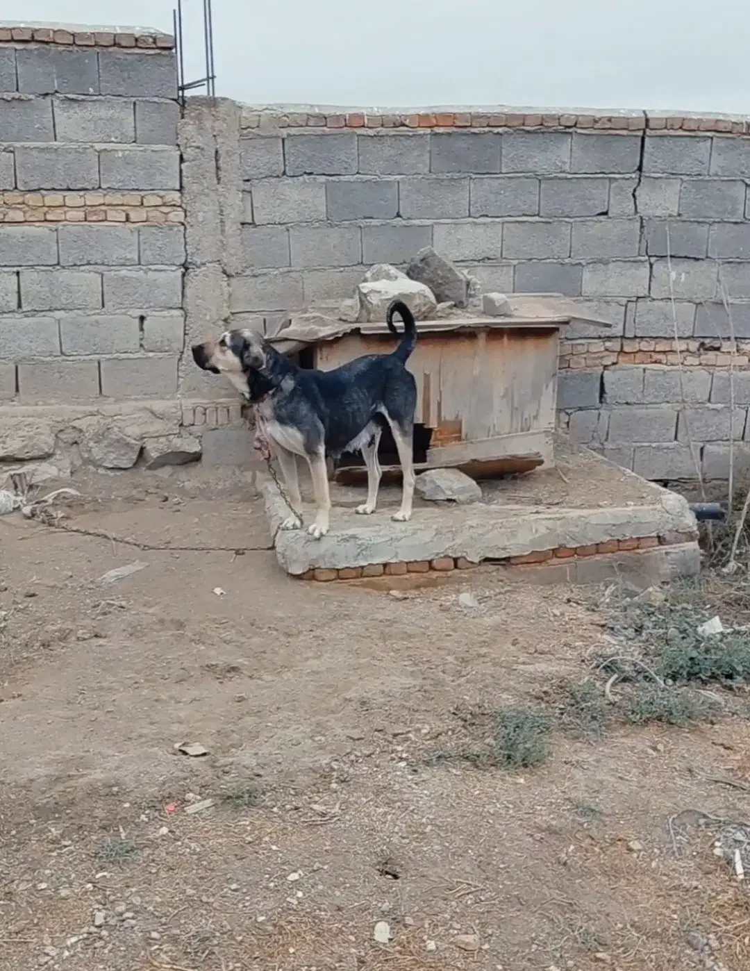 ماده پژدر نصل دار|سگ|نیر (اردبیل), |دیوار