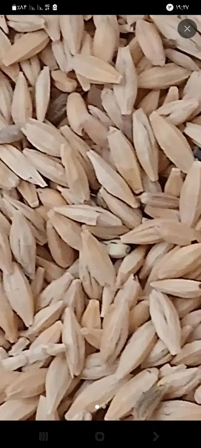 جوبهاره|گل و گیاه طبیعی|بزینه رود, |دیوار