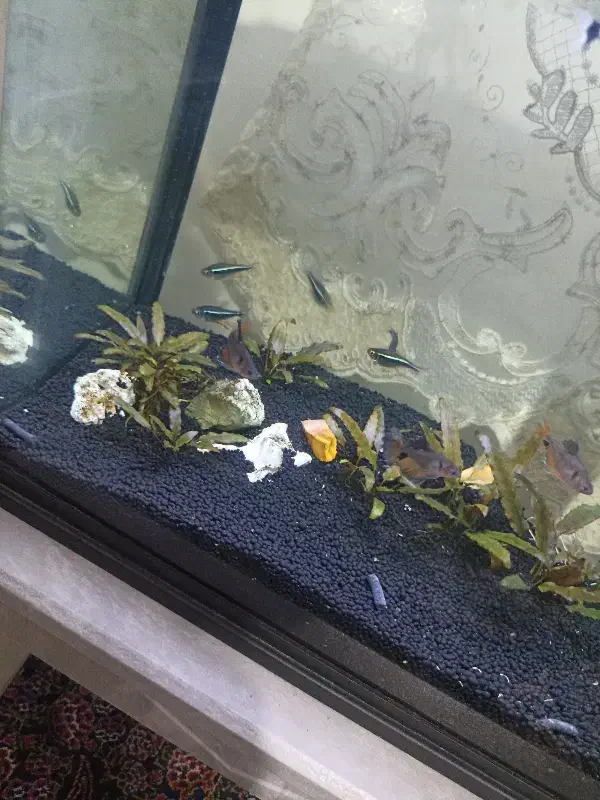 آکواریوم پلنت|ماهی|ورامین, خیر آباد|دیوار