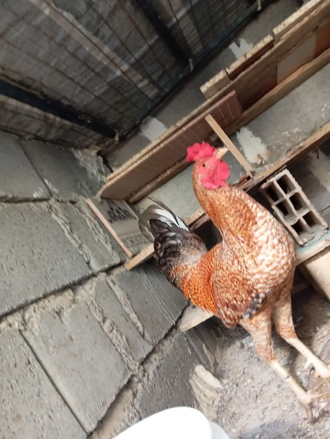 خروس فروشی|پرنده|میناب, |دیوار