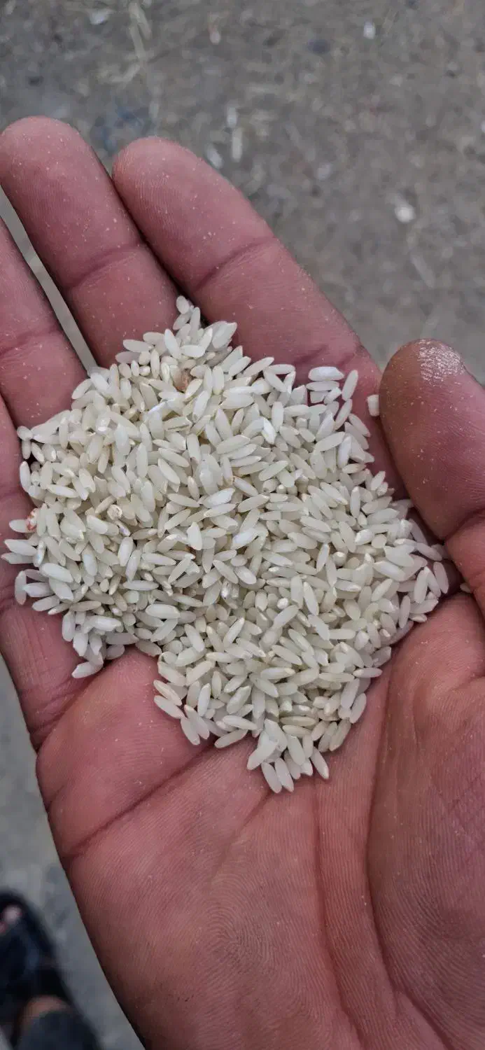 برنج میداوود|خوردنی و آشامیدنی|ایذه, |دیوار