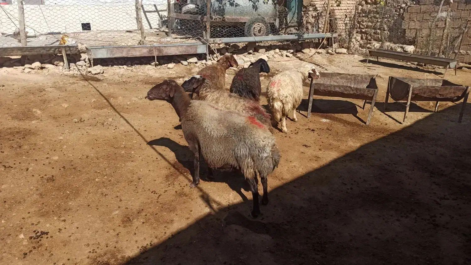 میش بره|حیوانات مزرعه|کوهدشت, |دیوار