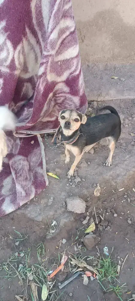 واگذاری سگ پوست اسبی خیلی کوتاه و کوچولو گوش تیز|سگ|بم, |دیوار