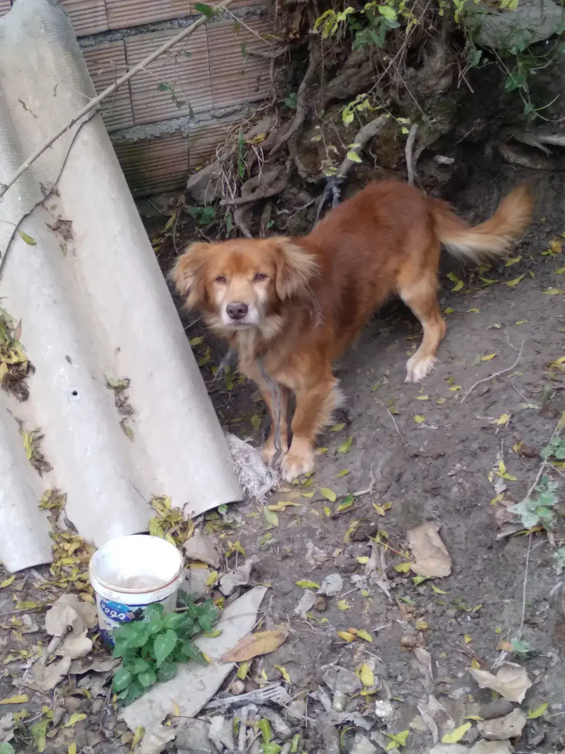 فروش سگ|سگ|کردکوی, |دیوار