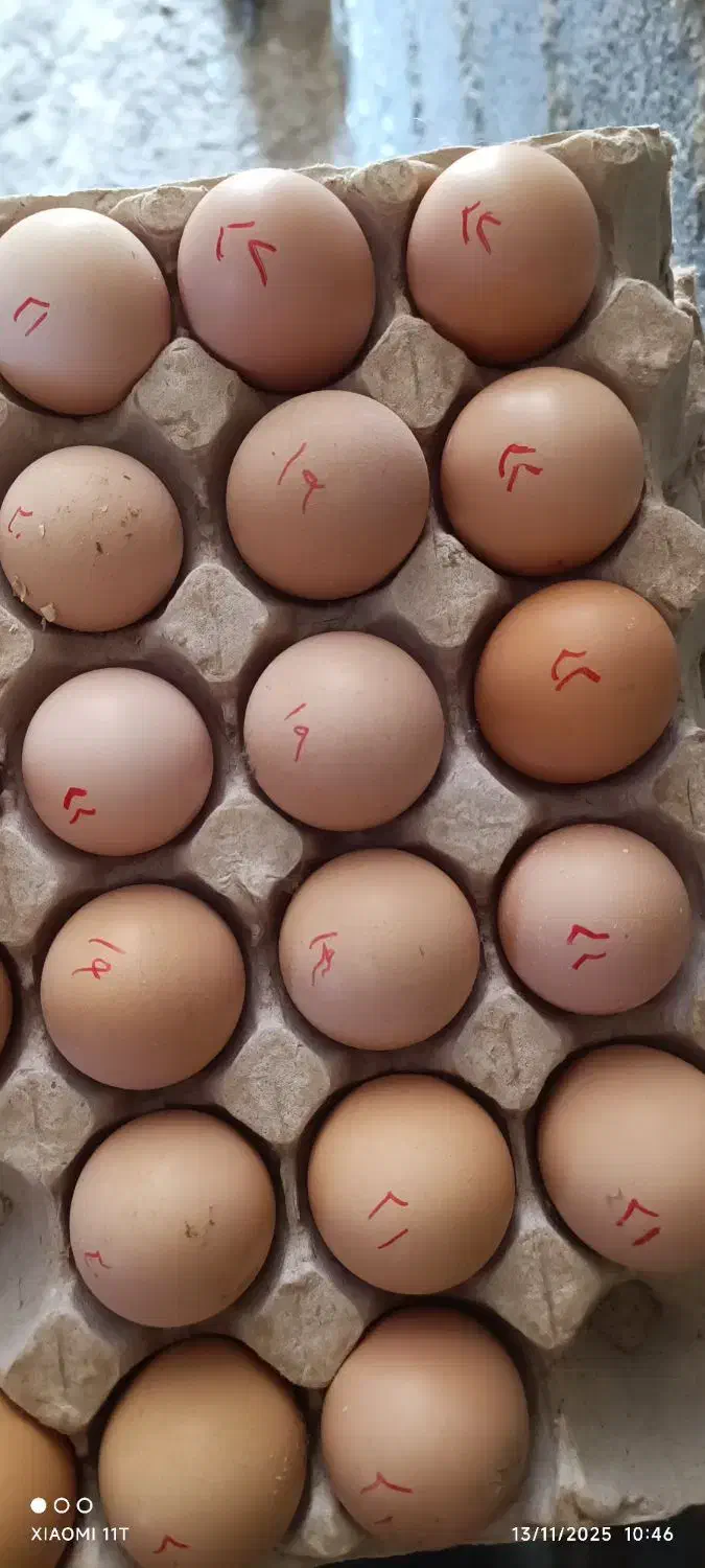 فروش تخم نطفه دار مرغ امروک|حیوانات مزرعه|ساری, |دیوار