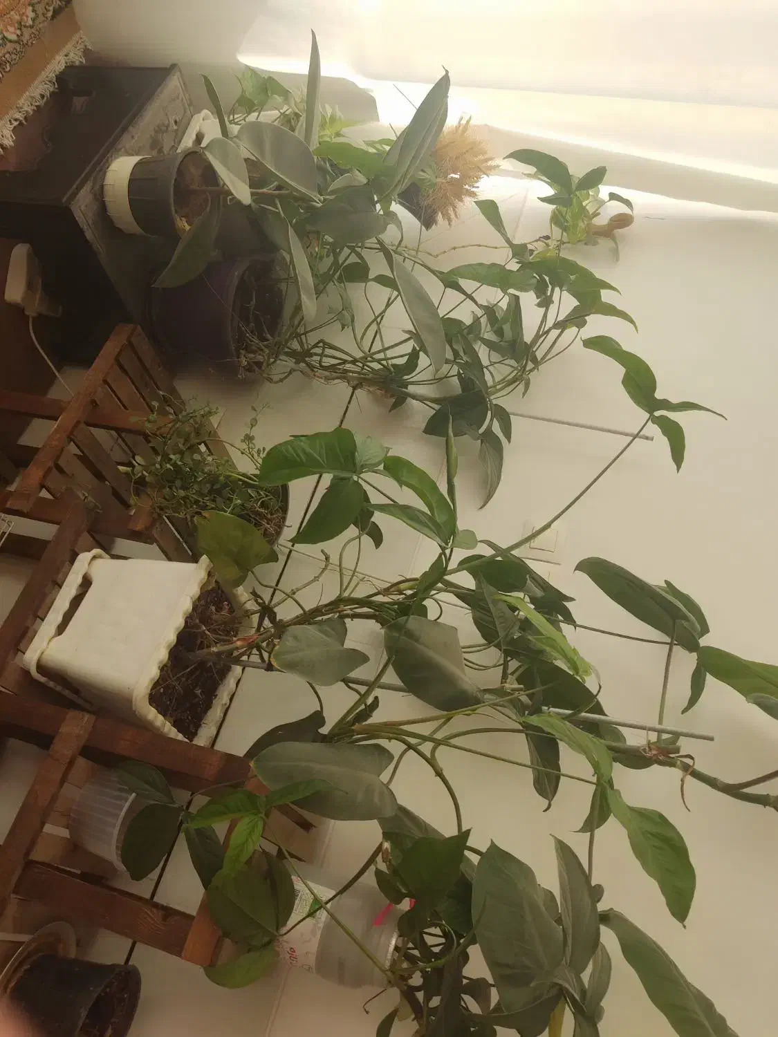 گلهای طبیعی|گل و گیاه طبیعی|لنجان, |دیوار