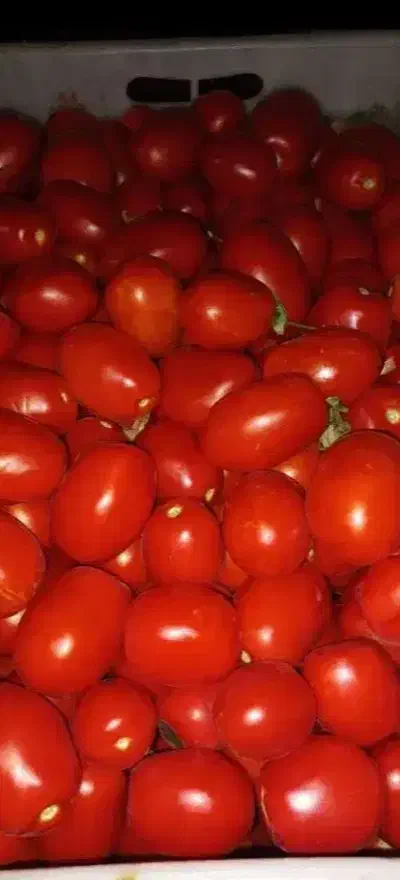 گوجه|خوردنی و آشامیدنی|قم, نخودی|دیوار