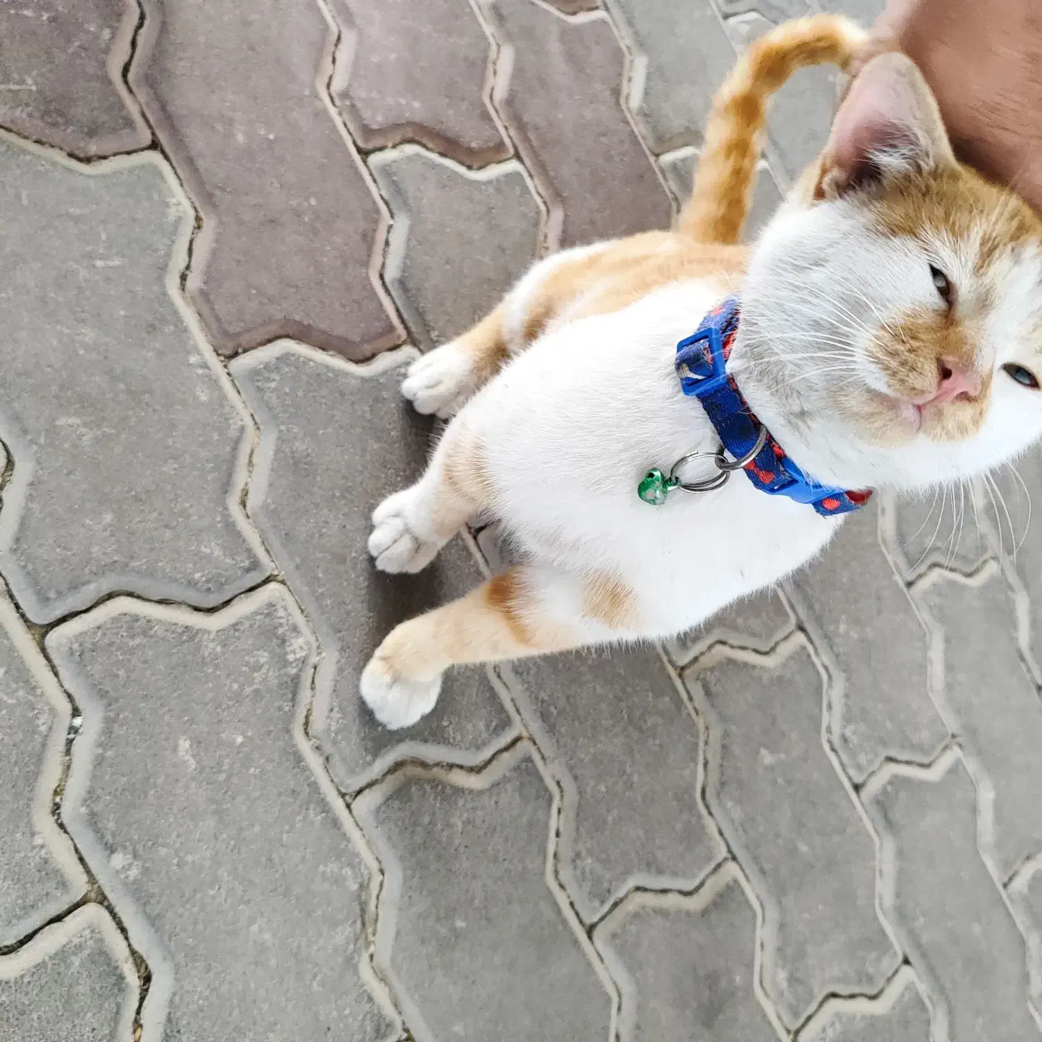 گربه گمشده / پیدا شده|گربه|کیش, |دیوار