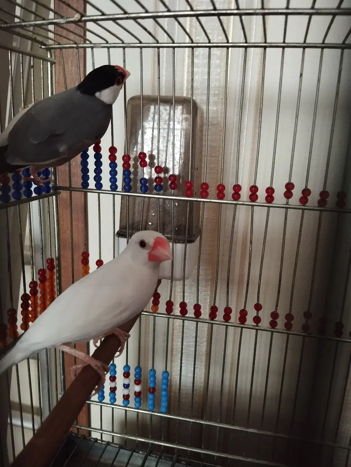 فنچ نرگسی|پرنده|گنبد کاووس, |دیوار