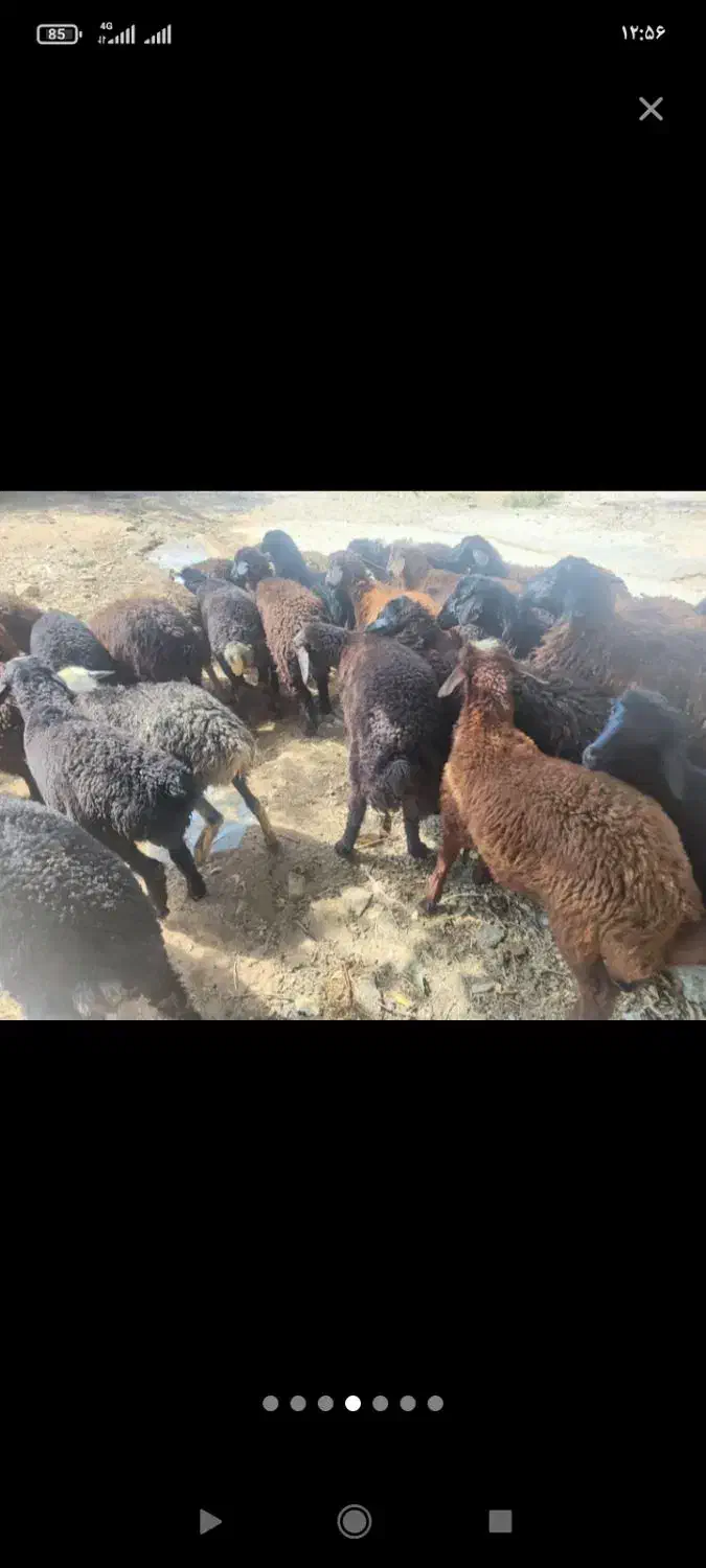 شیشک وبره جوان ارسال به تمام نقاط|حیوانات مزرعه|تهران, صادقیه|دیوار