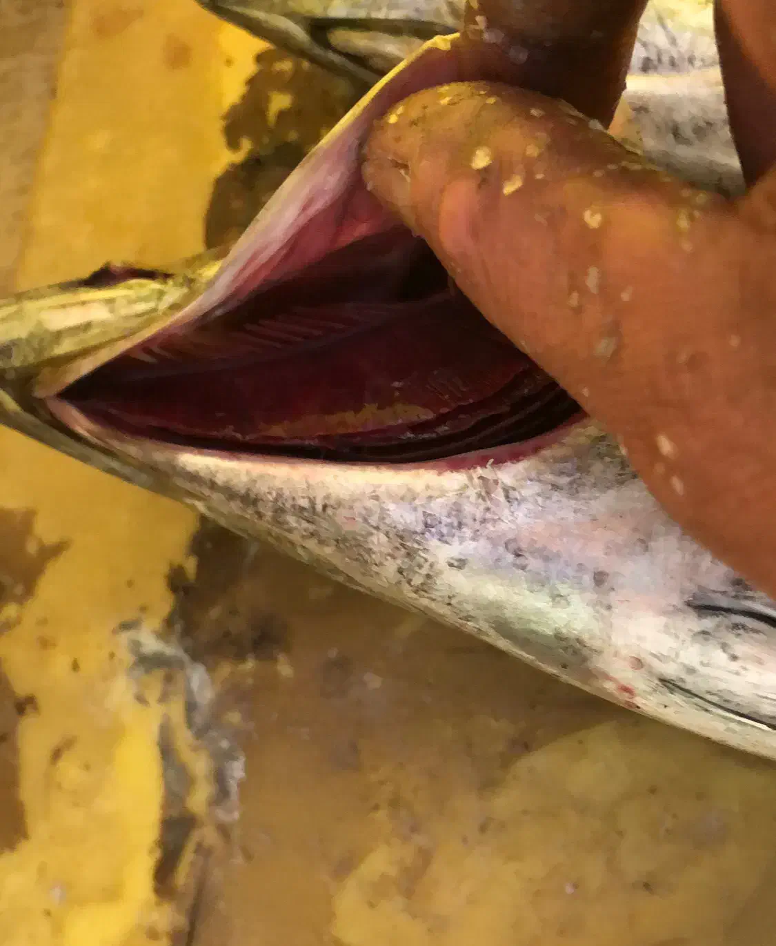 ماهی هور|ماهی|قشم, |دیوار