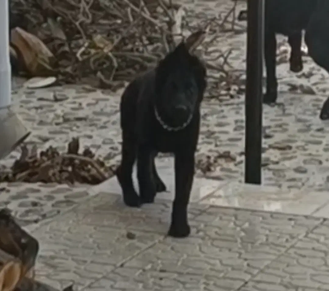 توله ژرمن بلک|سگ|یزد, |دیوار