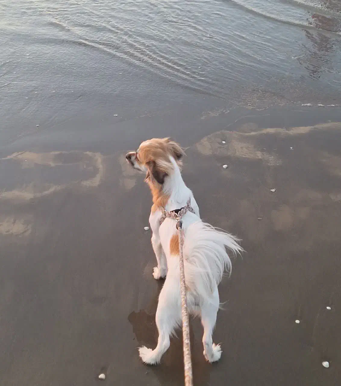 واگذاری سگ واکسن خورده خونگی|سگ|اشکذر, |دیوار