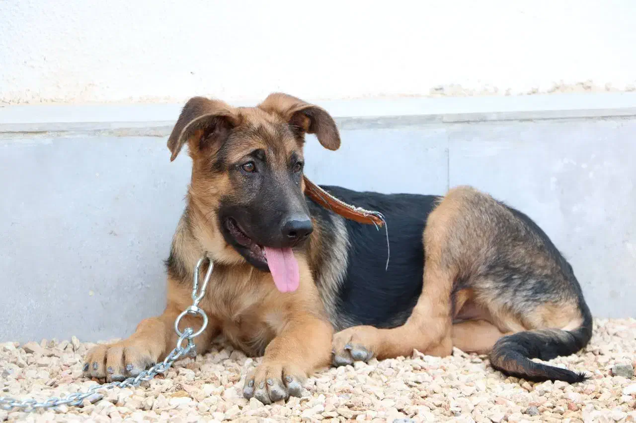 فروش ۶ قلاده توله سگ ژرمن|سگ|کاشان, امیرکبیر|دیوار