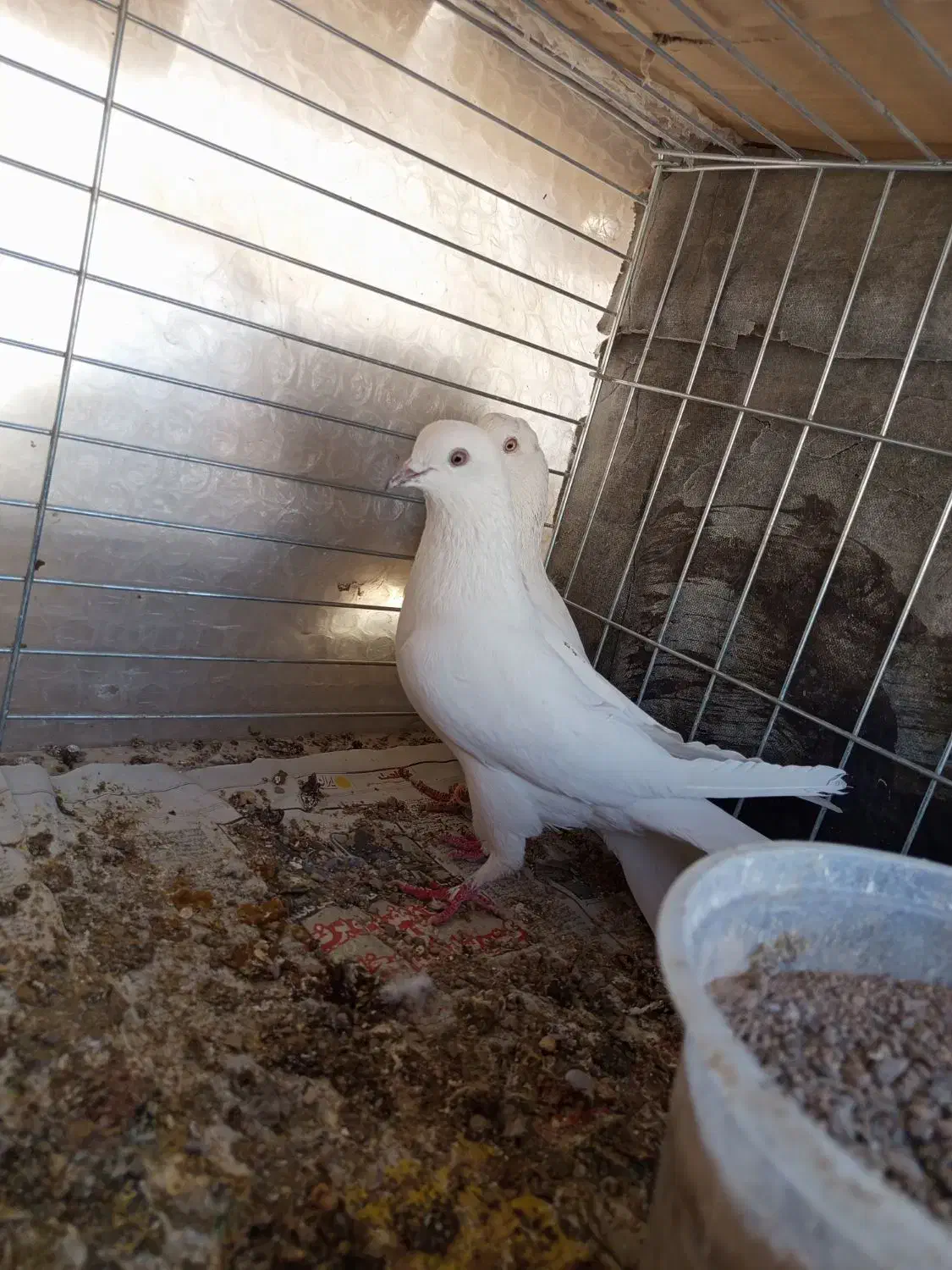 کفترپرشی|پرنده|یزد, |دیوار