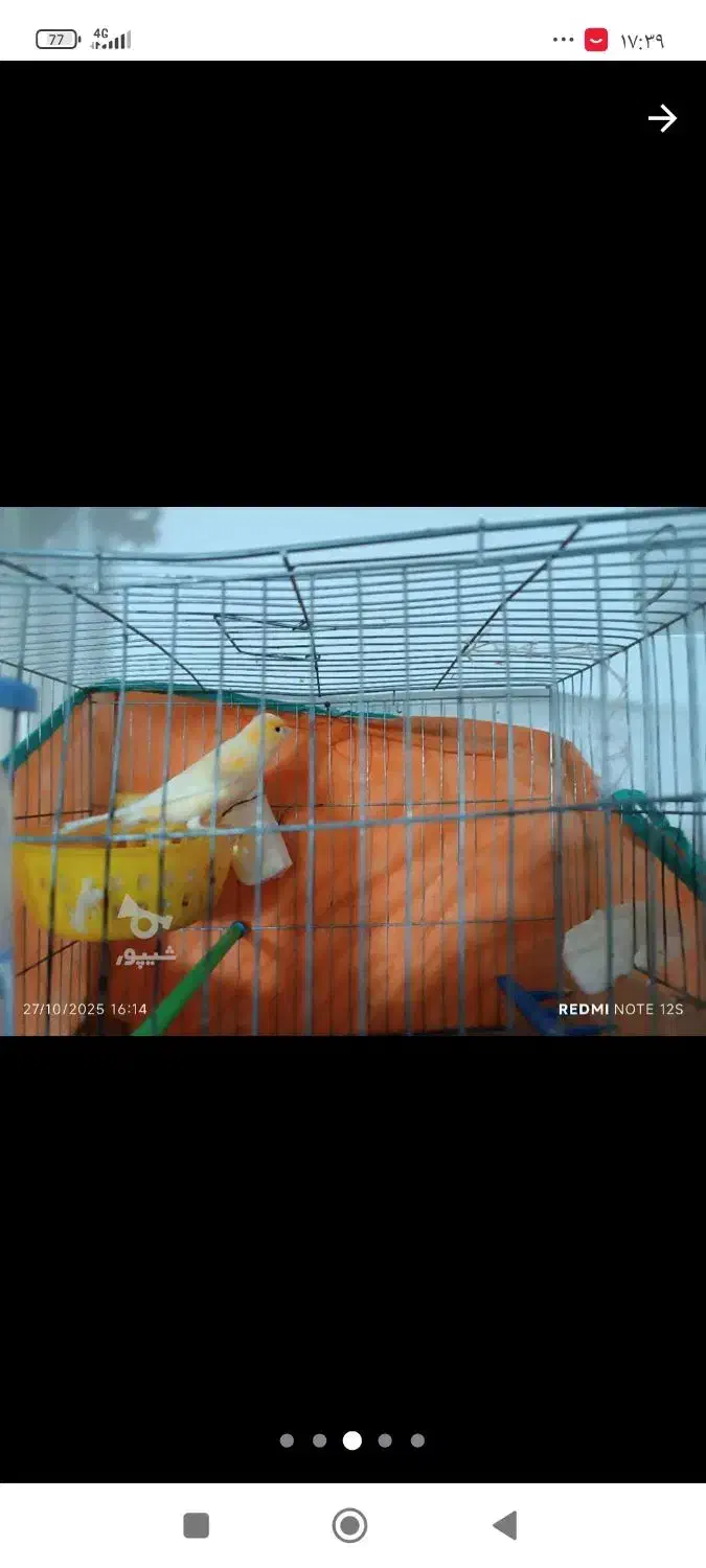 قناری فروشی  3میلیون|پرنده|قائم‌شهر, |دیوار