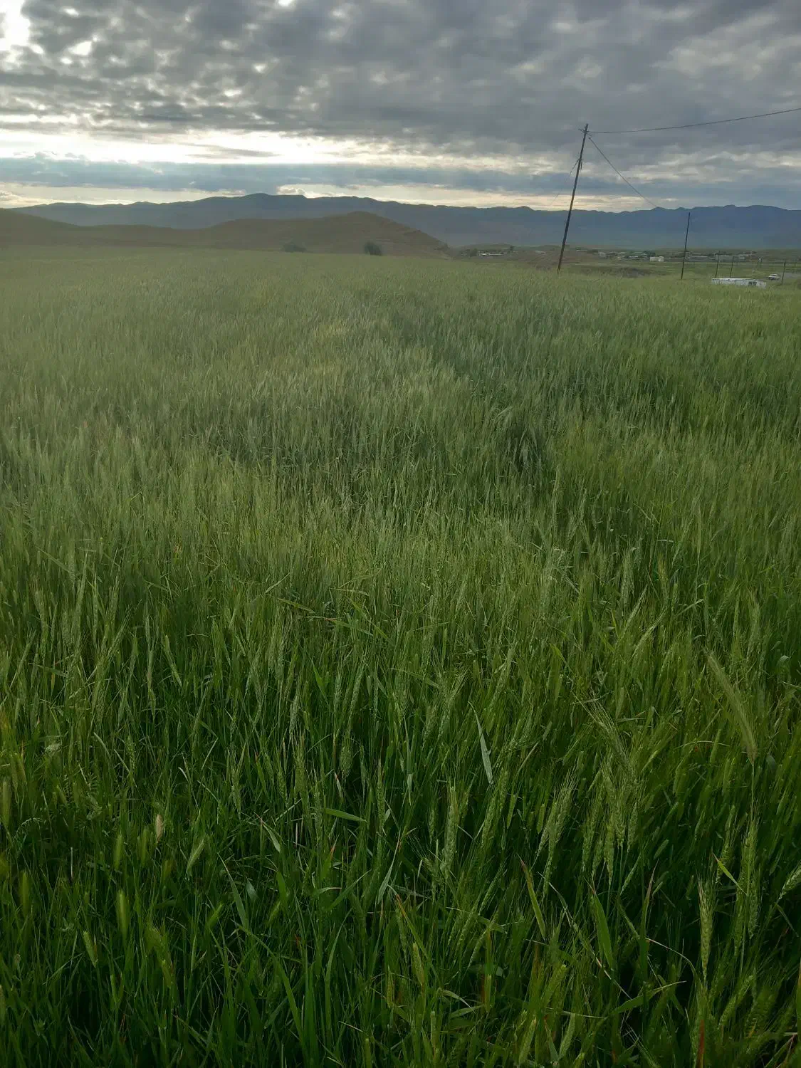 یونجه|خدمات باغبانی و درختکاری|ارس, |دیوار