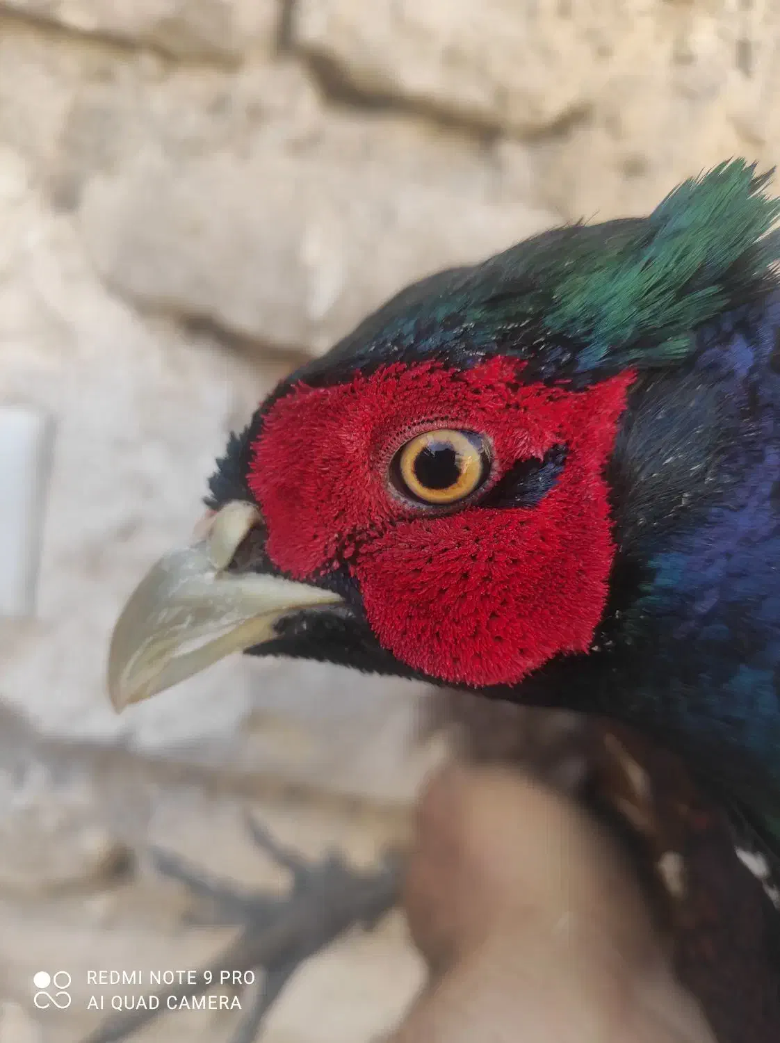 خروس جنگلی پرورشی واسه گوشت واسه درمان بیشتر امراض|حیوانات مزرعه|تربت‌حیدریه, یحیی آباد|دیوار