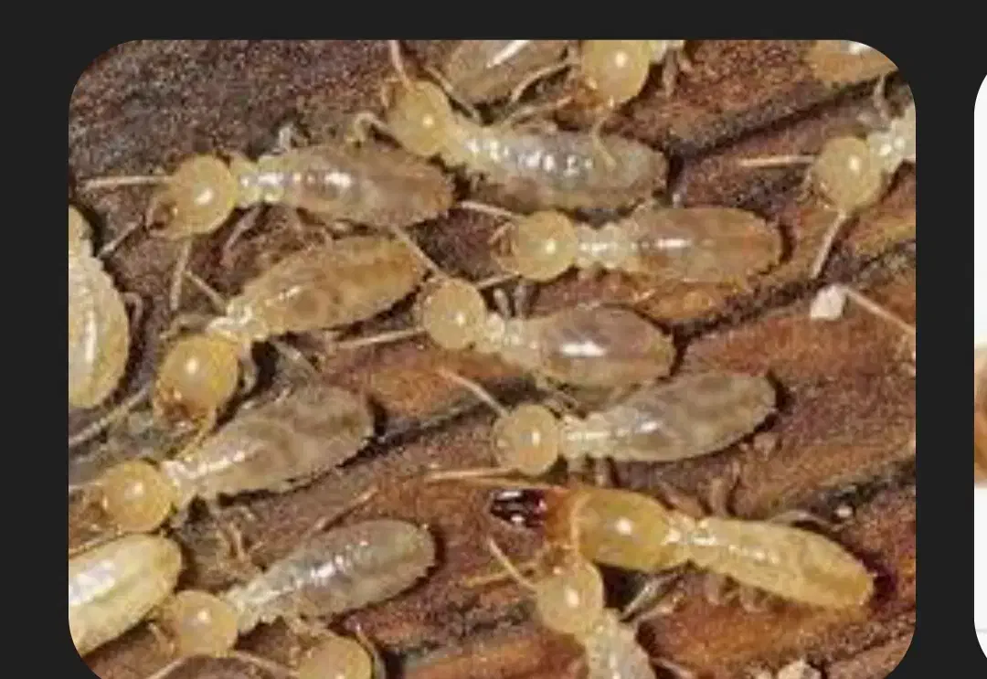 انجام موریانه زدایی با ضمانت 5ساله|خدمات نظافت|خرمآباد, |دیوار