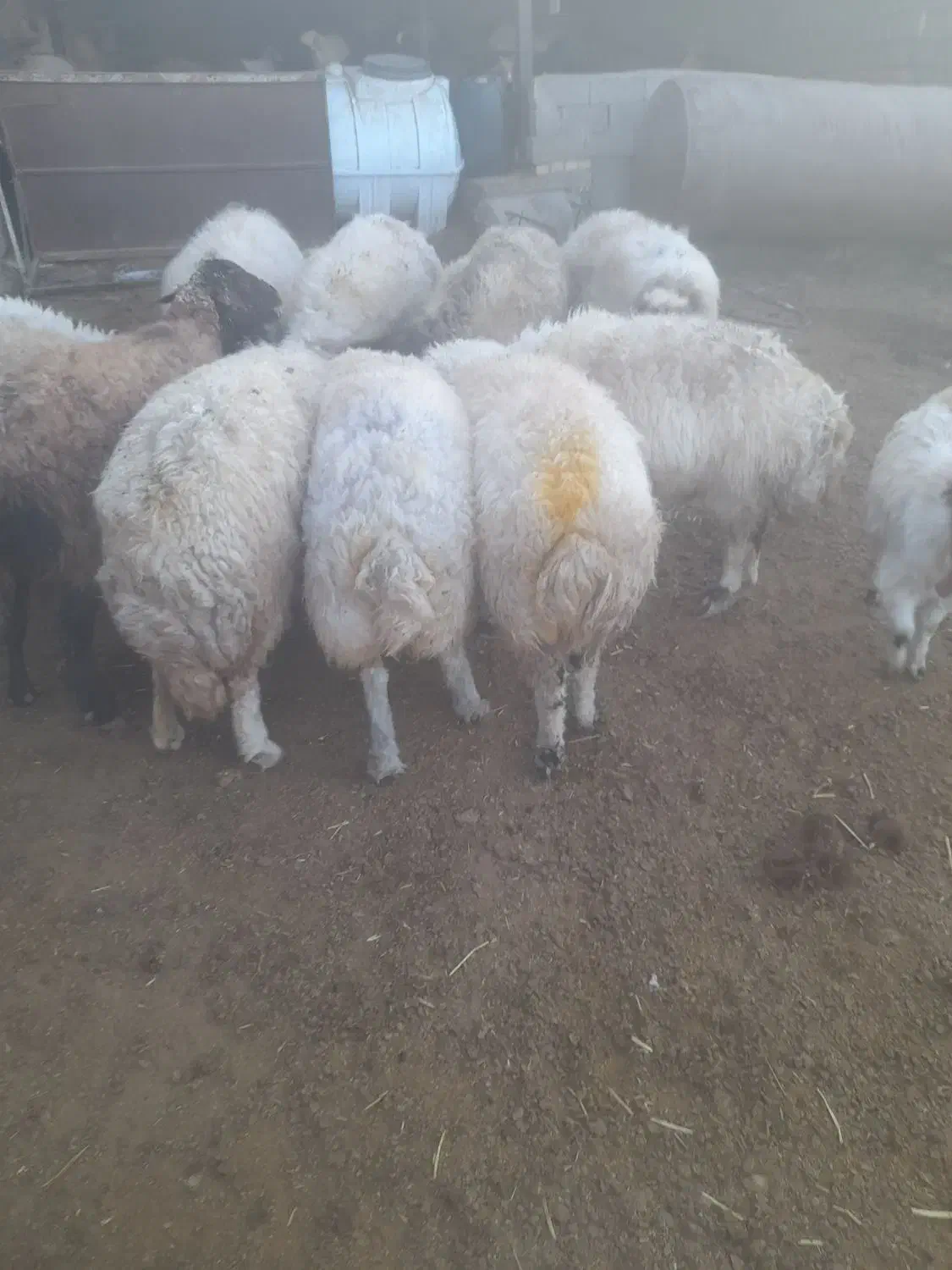 میش اوست جوان درشت|حیوانات مزرعه|تربت جام, جلگه موسی آباد|دیوار