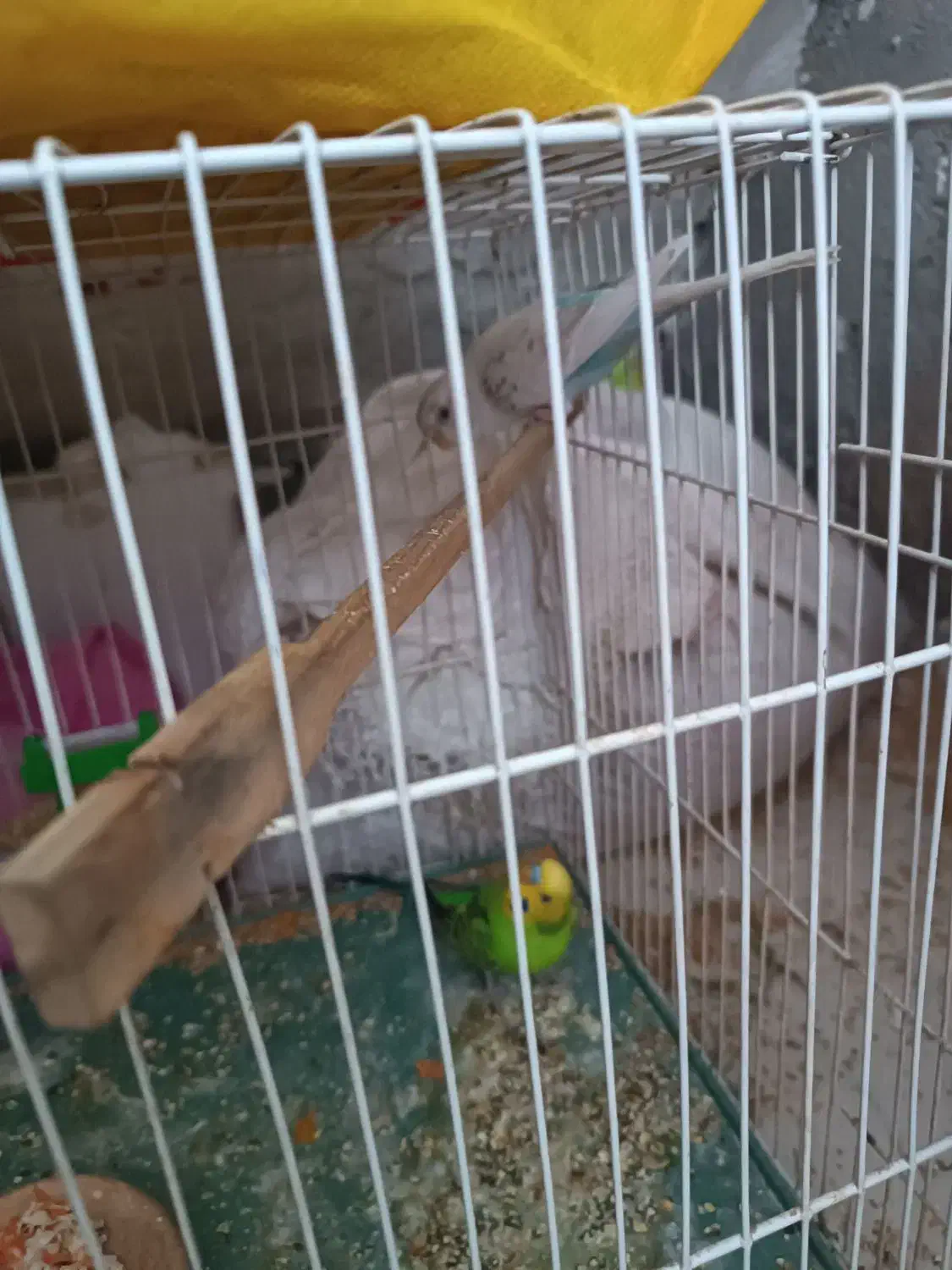 یه جفت مرغ عشق مولد|پرنده|سبزوار, باهنر|دیوار