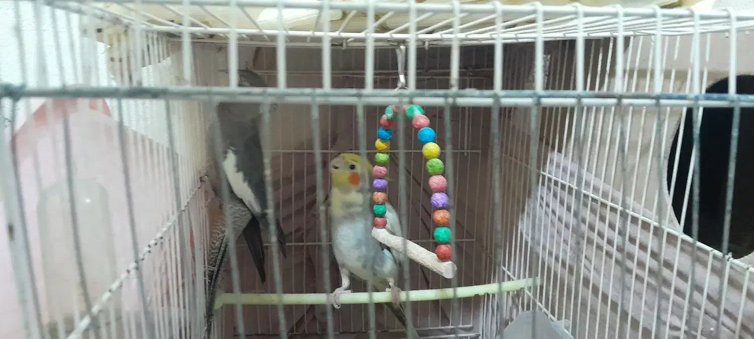 جفت عروس مرتب|پرنده|شیروان (خراسان), |دیوار