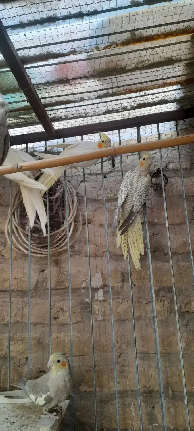 جوجه عروس|پرنده|سمنان, |دیوار