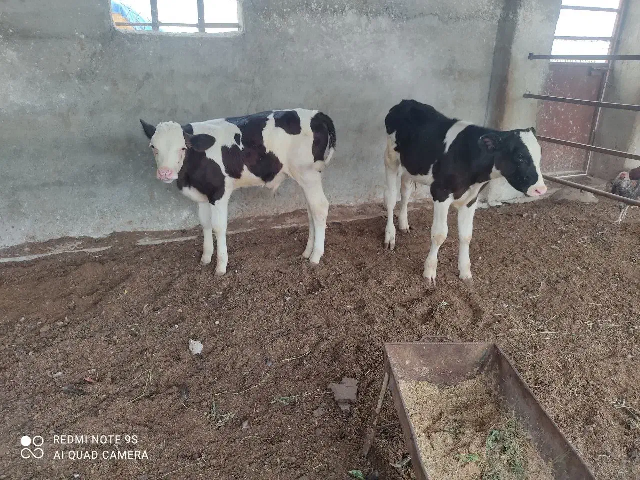 فروش گوساله پرواری|حیوانات مزرعه|شیروان (خراسان), |دیوار