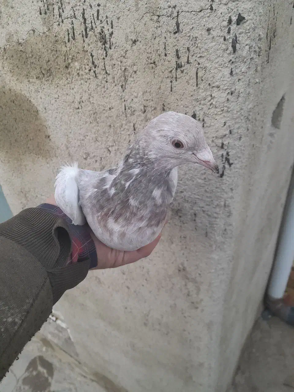 کبوتر|پرنده|اسدآباد, |دیوار