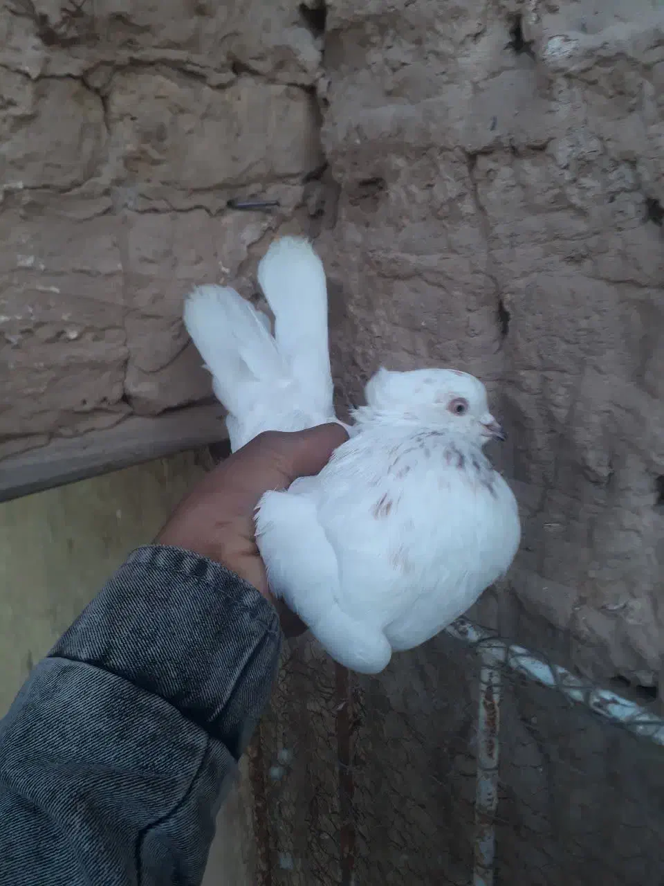 کفتر نر|پرنده|اردکان, |دیوار