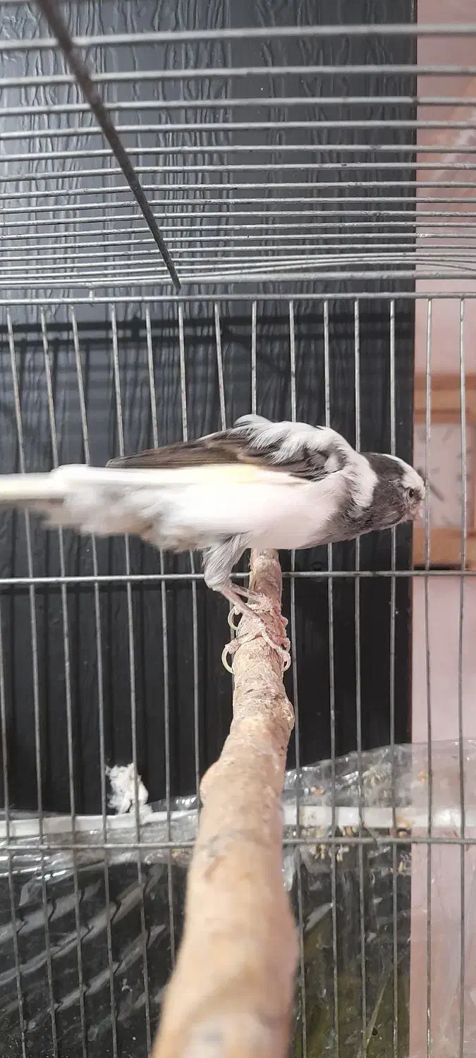 قناری نر|پرنده|بروجرد, |دیوار