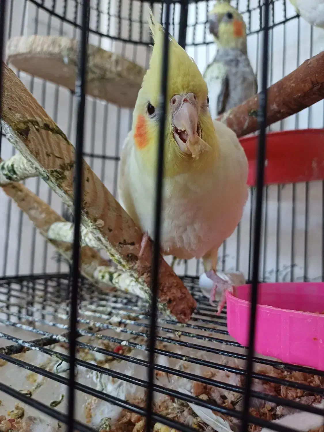 عروس هلندی|پرنده|مبارکه, |دیوار