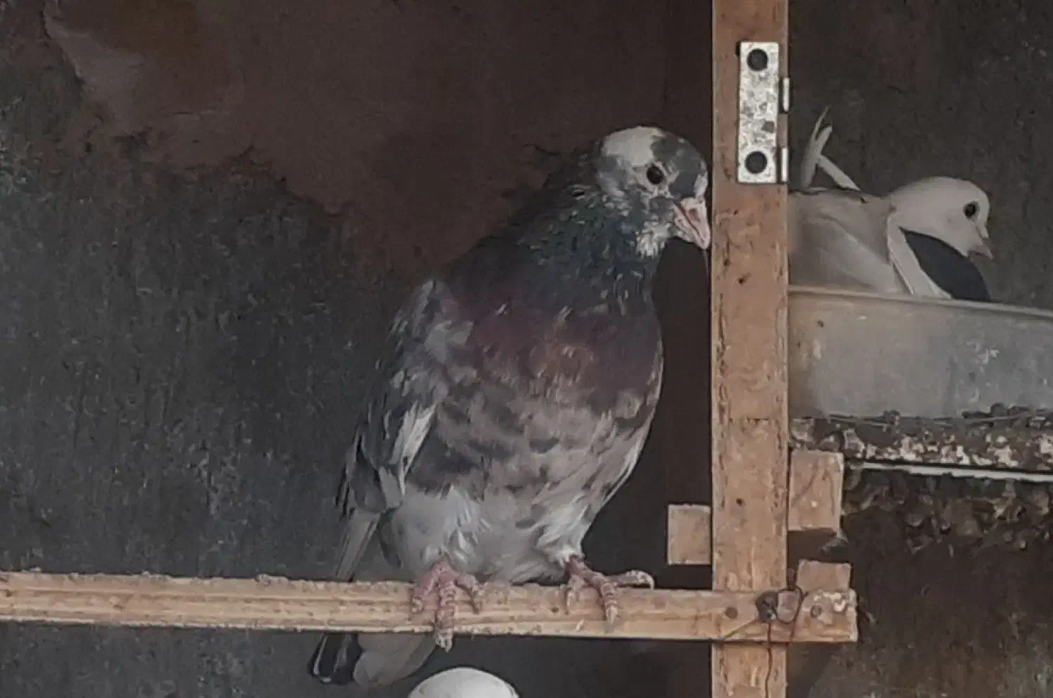 کبوتر هما سرور|پرنده|لنجان, |دیوار