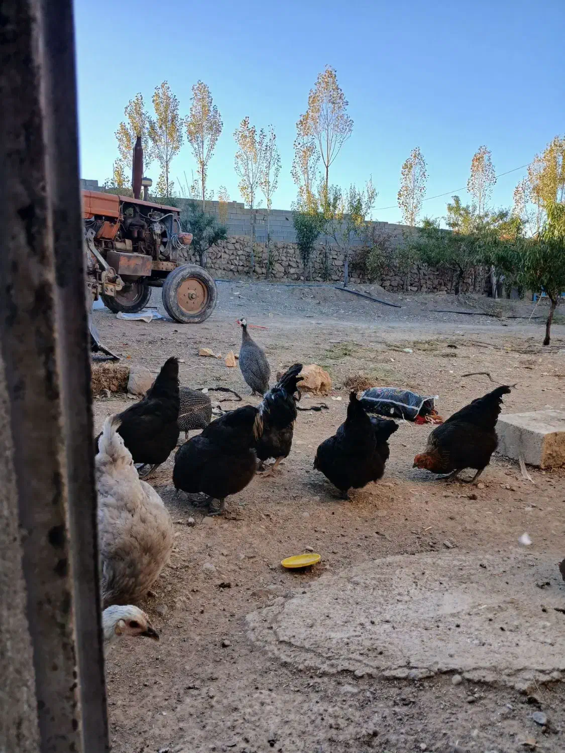 مرغ و خروس محلی و مرغ مصری|حیوانات مزرعه|خواجه, |دیوار