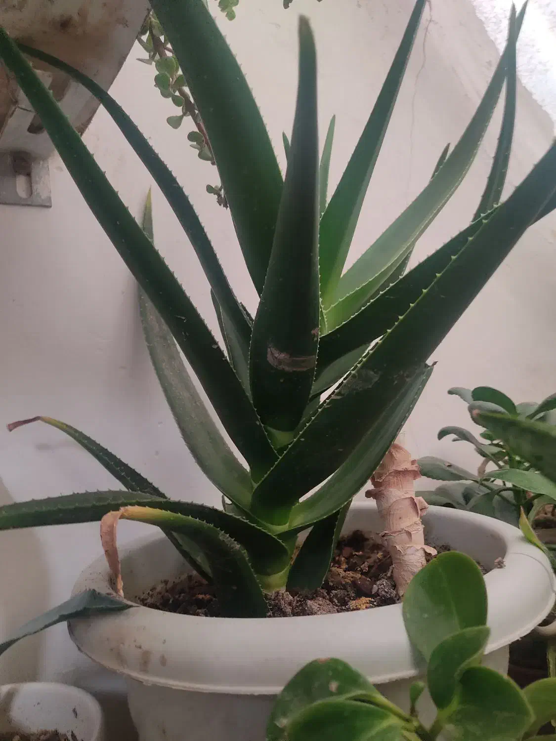 فروش گل|گل و گیاه طبیعی|قدس, شهر‌قدس|دیوار