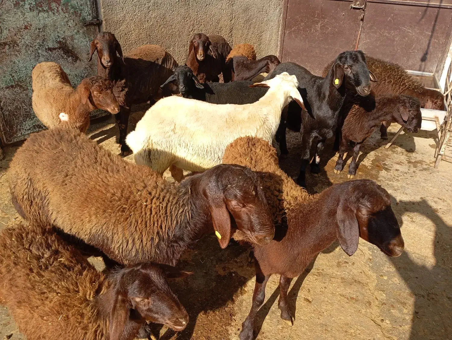 چند راس بره نر ماده هترو|حیوانات مزرعه|صائین قلعه, |دیوار