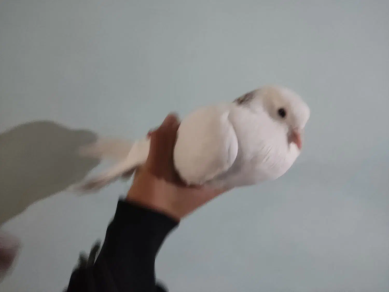 جوجه کبوتر شیخ|پرنده|فولادشهر, B2|دیوار