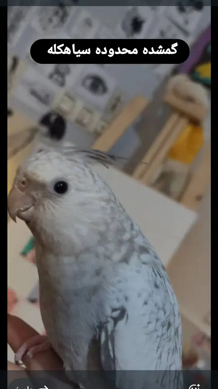 عروس هلندی|پرنده|زاغه, |دیوار